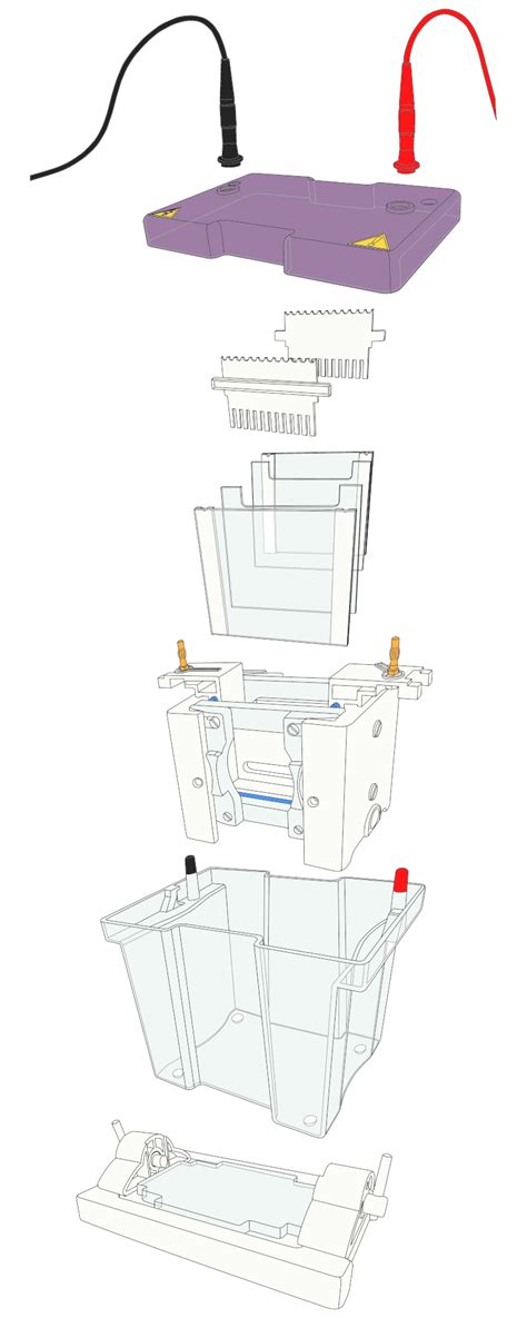 Polyacrylamide Gel Electrophoresis - Cleaver Scientific