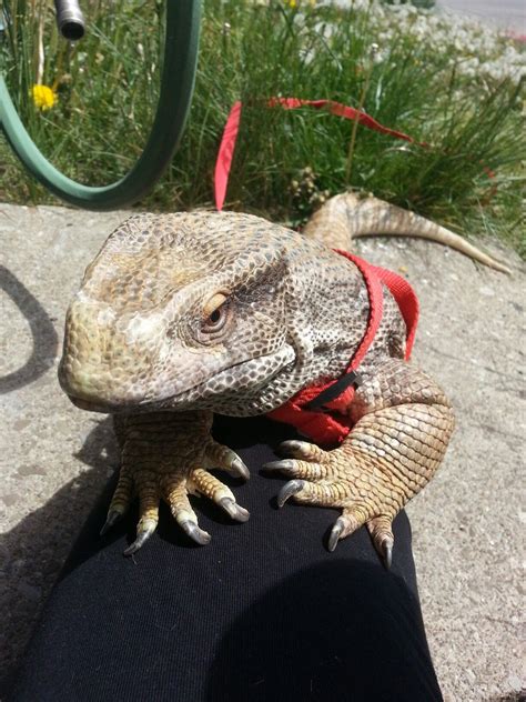 Loves his mama Marley the savannah monitor | Cute reptiles, Reptiles pet, Cute lizard