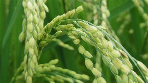 Free stock photo of rice plant