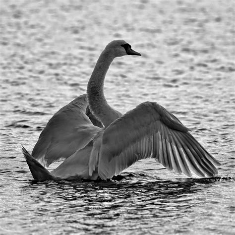 'Dancing Swan' by ZevnovPhotography on DeviantArt