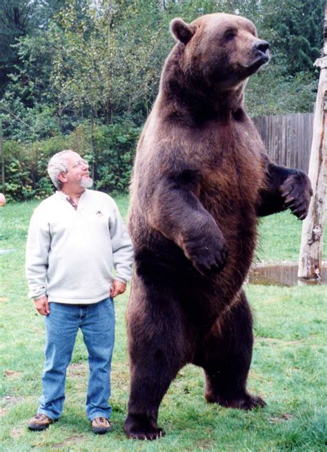 Just a reminder of how big bears actually are : r/AbsoluteUnits