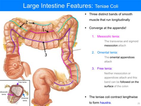 Pin on Histology - Large Intestine