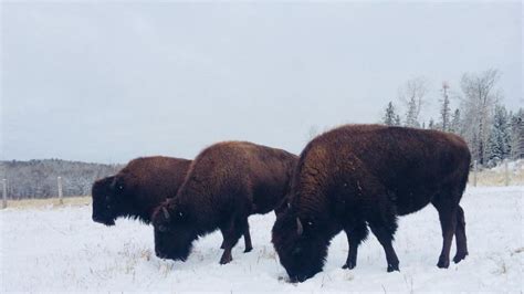 Petition · Sign our petition to support The Buffalo Farm - Mattawa, Canada · Change.org