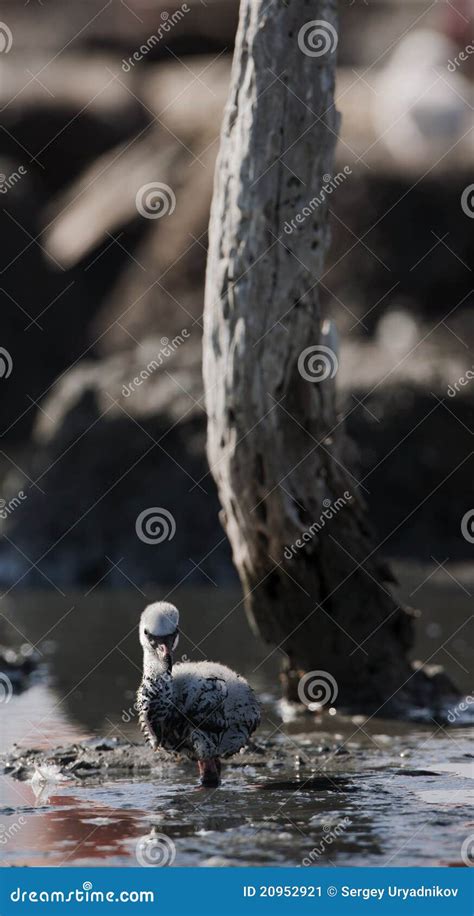 Baby Bird of the Caribbean Flamingo. Stock Image - Image of birth, cuba ...