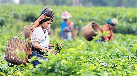 Darjeeling tea - Centre’s shield for Darjeeling Tea market - Telegraph ...