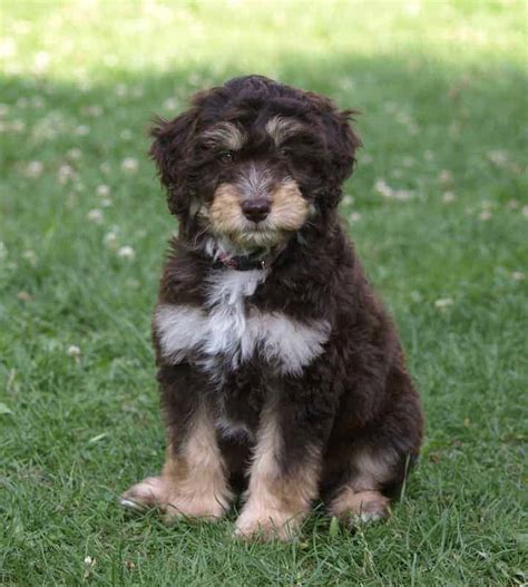 Aussiedoodle: A Guide to the Australian Shepherd Poodle Mix