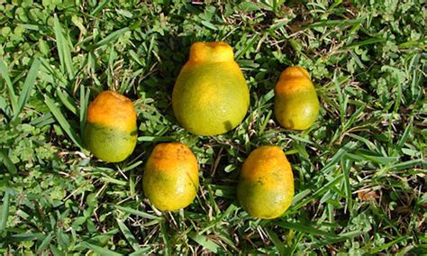 Citrus Greening Disease: A Frustrating Fruit Bacteria - Epic Gardening