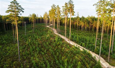 "No one in Estonia cuts their forest for bioenergy" - Agro & Chemistry