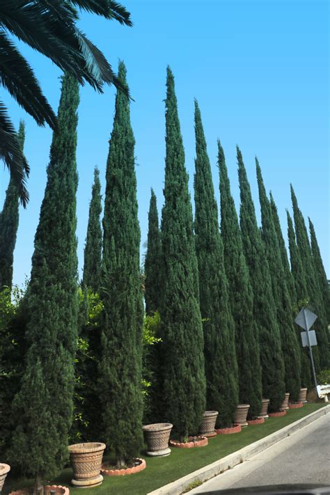 Italian Cypress Trees For Sale at Paradise Nursery | Italian cypress trees, Italian cypress ...