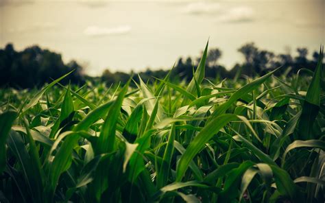 Download wallpaper 3840x2400 field, corn, summer, evening 4k ultra hd ...