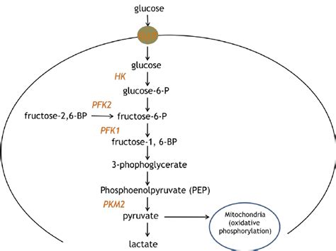 Glucose metabolism: during glycolysis, glucose is taken up by glucose... | Download Scientific ...