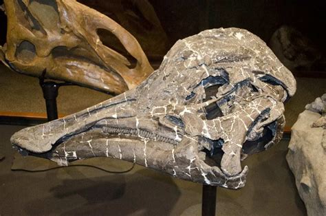 Has dinosaur DNA been found? An expert explains what we really know