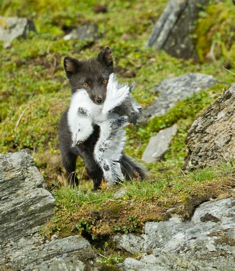 How do arctic foxes hunt in the snow?