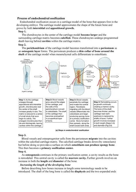 Process of endochondral ossification - Process of endochondral ...