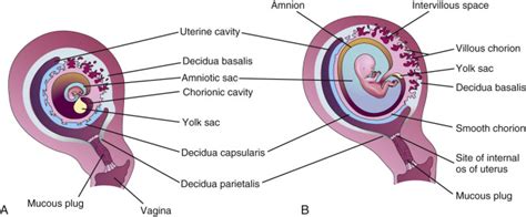 Amniotic Sac Diagram