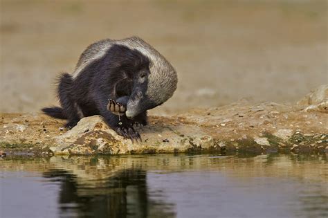 Week 16: Africa Geographic Photographer of the Year 2016 | Honey badger, Africa, Animal pictures