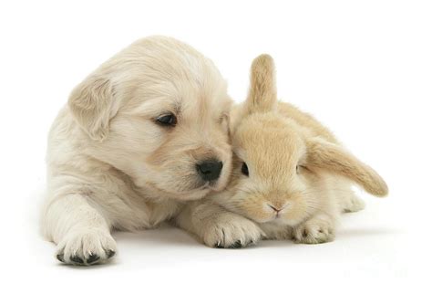 Puppy Bunny Babies Photograph by Warren Photographic