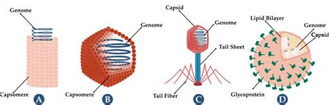 Illustrations of types of virus morphology. Virus (A) is a helical... | Download Scientific Diagram