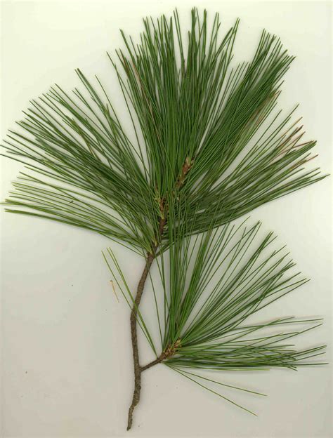 White Pine