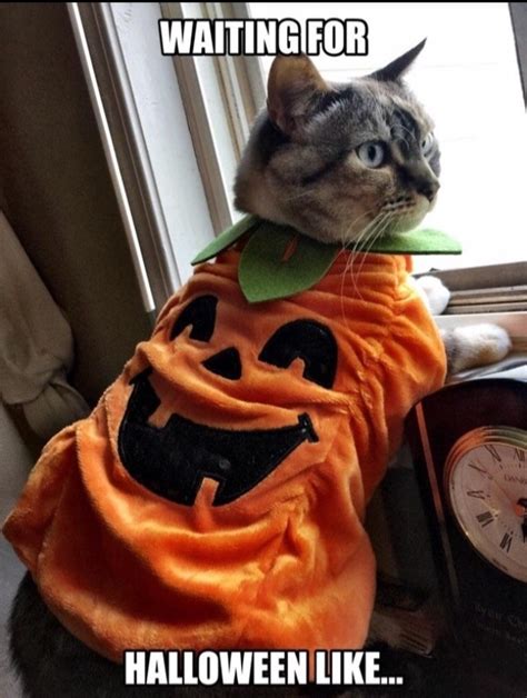 Pumpkin Cat :3 - Meme by Kawaii_Koala :) Memedroid