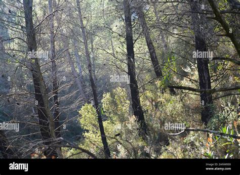 Mediterranean Aleppo pine forest in the mountains of La Marina ...