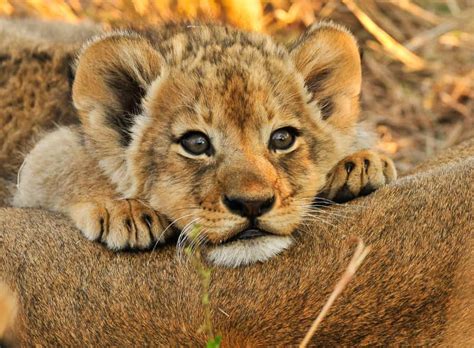 Baby Lions: More Than Just Savanna Princes - Africa Freak