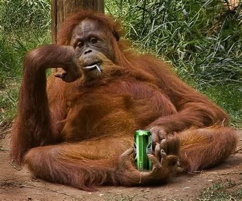 http://*.esvpnapp.com/images/search?q=Very Funny Animals Drinking Beer | Macacos engraçados, Fotos ...