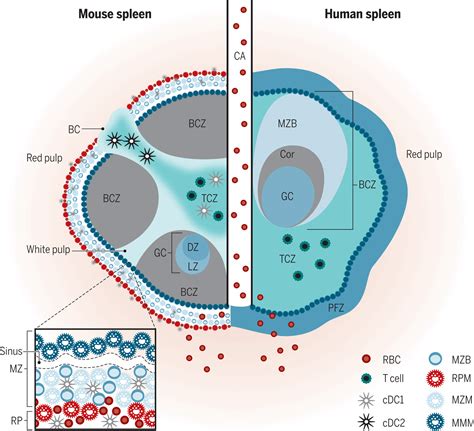 Structure and function of the immune system in the spleen | Science Immunology