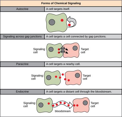 Forms of Signaling | Cell Communication