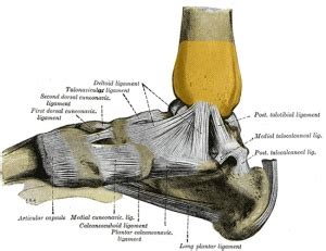 Tibia - Physiopedia