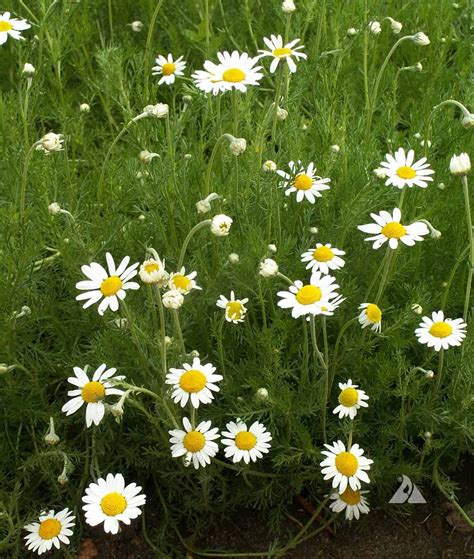 Roman Chamomile (Chamaemelum nobile) | Applewood Seed Company