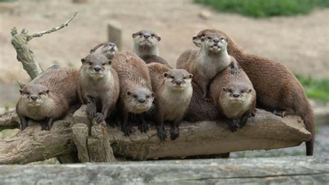 Shining a Species Spotlight on the Asian Small-Clawed Otter - EcoWatch