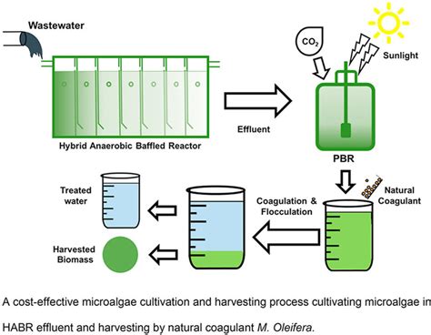 A cost-effective microalgae cultivation and harvesting process... | Download Scientific Diagram