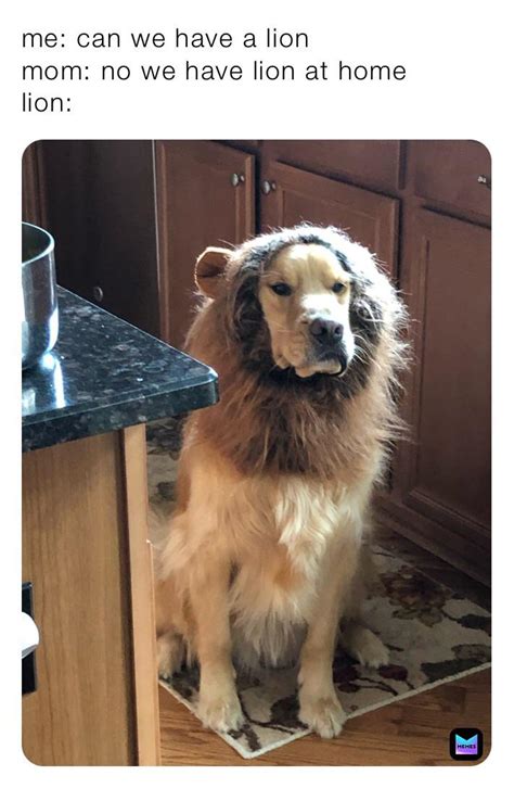 Lion : r/dogmemes