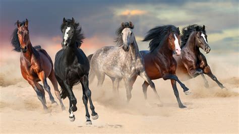 Horse herd run gallop on desert dust against beautiful sunset sky - free download