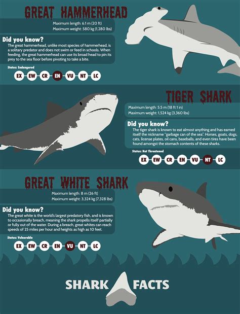 Shark Facts Infographic | Behance :: Behance