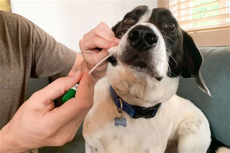 Find My Pet DNA Dog DNA Test Review: An Underwhelming Option