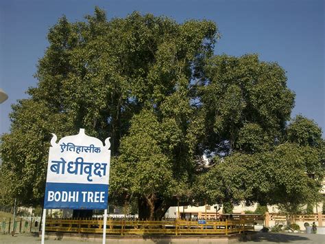 File:Bodhi Tree at Deekshabhoom Nagpur.jpg - Wikipedia, the free encyclopedia