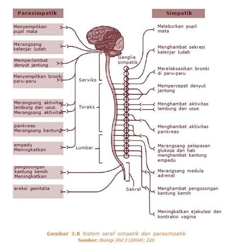 the nervous system is labeled in this diagram, with labels on each side ...