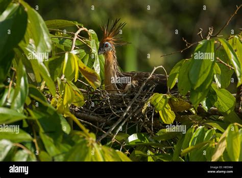 Hoatzin nest hi-res stock photography and images - Alamy