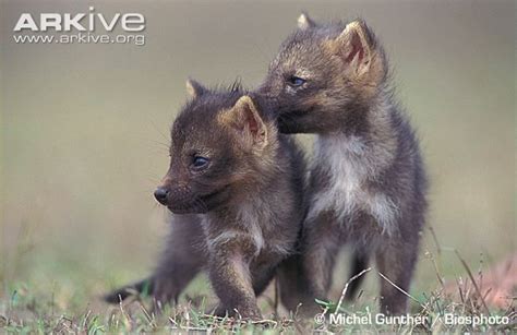 Crab-eating fox photo - Cerdocyon thous - G135444 | ARKive | Fox pups, Wild dogs, Animals