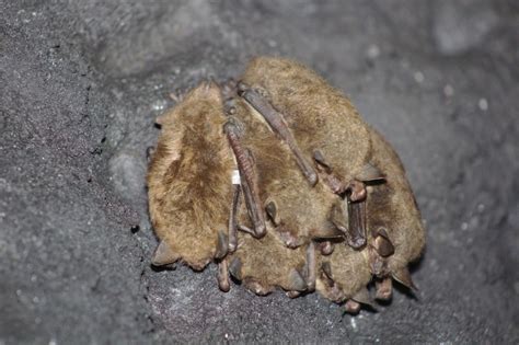 Joseph Johnson researching the little brown myotis (aka, little brown ...