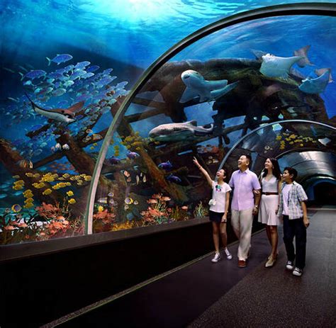 Marine Life Park Sentosa Singapore - Singapore Travel Guide