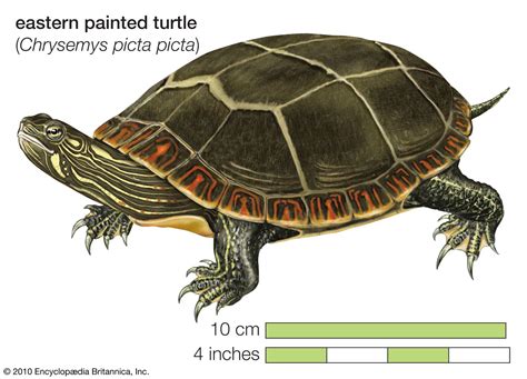 Painted turtle | aquatic, omnivorous, North America | Britannica