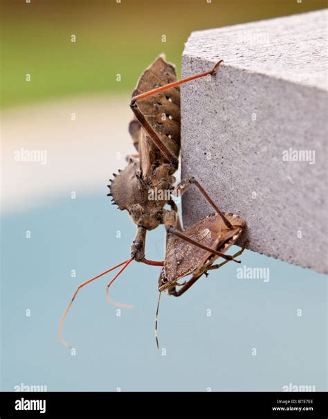 Assassin bug bite hi-res stock photography and images - Alamy