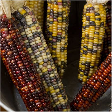 30 Best Indian Corn Seed - Best Recipes Ideas and Collections