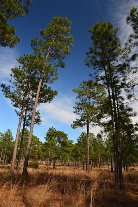 longleaf pine tree facts - Veda Mckee