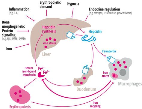 Regulation of hepatic hepcidin production. Hepatic hepcidin synthesis ...