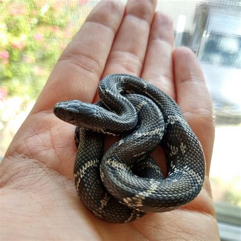 Kallari the melanistic russian rat snake : r/snakes