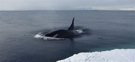 Shooting Killer Whales for Science in Antarctica | Whale of a Time